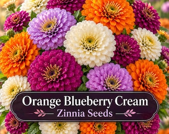 Orange Blueberry Cream Zinnia Seeds | Orangey Purple Lavender White Zinnia Mix | Cut Flower Garden