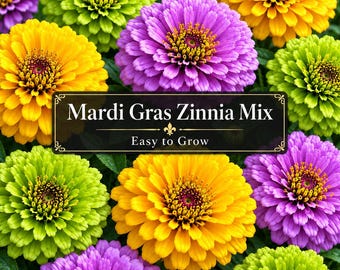Mardi Gras Zinnia Seeds | Purple, Green & Yellow Flower Mix | Tall Cut Flower Garden | Easy Annual Blooms Till Frost