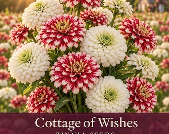 Cottage of Wishes Zinnia Seed Mix | Red & White Bicolor Zinnias | 80+ Seeds
