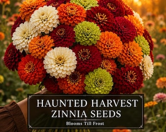 Haunted Harvest Zinnia Seeds | Autumn Cut Flower Mix | Orange Burgundy Cream Zinnias