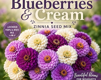 Blueberries and Cream Zinnias Seeds, a soft lavender-purple and white zinnia seed mix, summer color