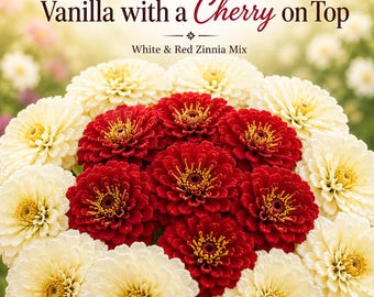 Vanilla with a Cherry on Top Zinnia Seeds, A two-color zinnias planting design kit with grow sheet.