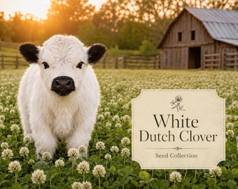 Clover Seeds, White Dutch Ground Cover Blooms Spring to Frost.