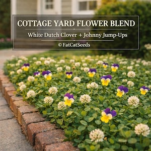 May include: A flower bed featuring a cottage yard flower blend. The bed is bordered by red bricks and filled with white Dutch clover and Johnny Jump-Ups. The flowers have yellow and purple petals. The image includes the text "Cottage Yard Flower Blend".