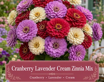 Cranberry Lavender Cream Zinnia Seeds Mix | Deep Red, Lavender Purple & Creams Zinnias | Cut Flower Garden Seed