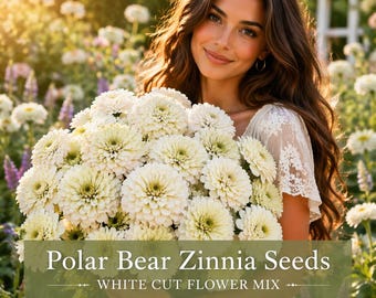 Zinnia Seed: White Polar Bear Frosty & Fresh Flower Seeds