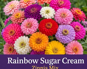 Rainbow Sugar Cream Zinnia Seeds | Mixed Color Zinnias Mix | Bright Cut Flower Garden