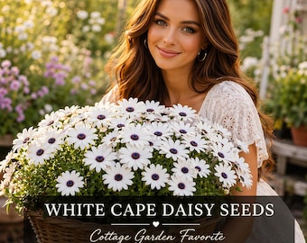 Daisy Seeds: White Cape Cottage Garden Flowers