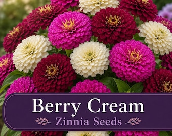 Berry Cream Zinnia Seeds – Red White Purple Cut Flower Mix – Cottage Garden Annual – Blooms till Frost