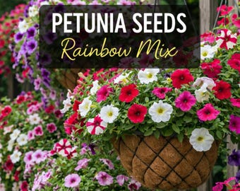 Petunia Flower Seeds, USA Seed Seller, Mixed Petunia Seed Colors, Ready for your Spring/Summer Garden.