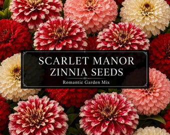 Scarlet Manor Zinnia Seeds Mix | Deep Red, Blush, White & Red White Bicolor Zinnias | Romantic Cut Flower Garden | Blooms Till Frost