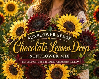 Chocolate Lemon Drop Sunflower Seeds, Red/Yellow Mix, Cut Flower Garden, Cottage Charm