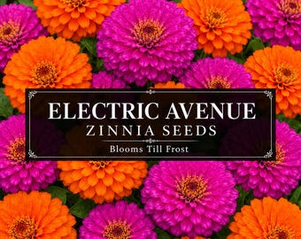Electric Avenue Zinnia Seeds Mix | Bright Orange & Magenta Zinnias | Bold Cut Flower Garden | Blooms Till Frost