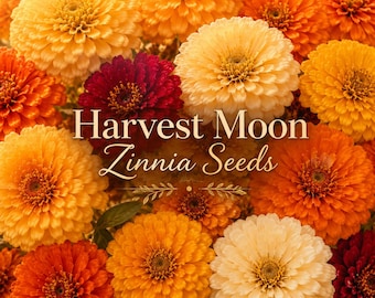 Harvest Moon Zinnia Seeds Mix | Moody Autumn Cut Flower Garden | Blooms Till Frost | Warm Fall Zinnias Blend