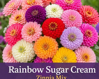 Rainbow Sugar Cream Zinnia Seeds | Mixed Color Zinnias Mix | Bright Cut Flower Garden