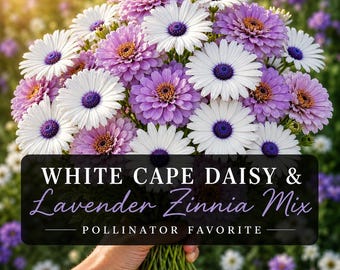White Cape Daisy & Lavender Zinnia Mix Seeds | Colorful Flowers | Cut Flower Garden Seed