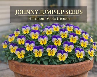 Johnny Jump Up Viola Seeds, Tri-Color Pansy Flowers, Cottage Garden Border Plant