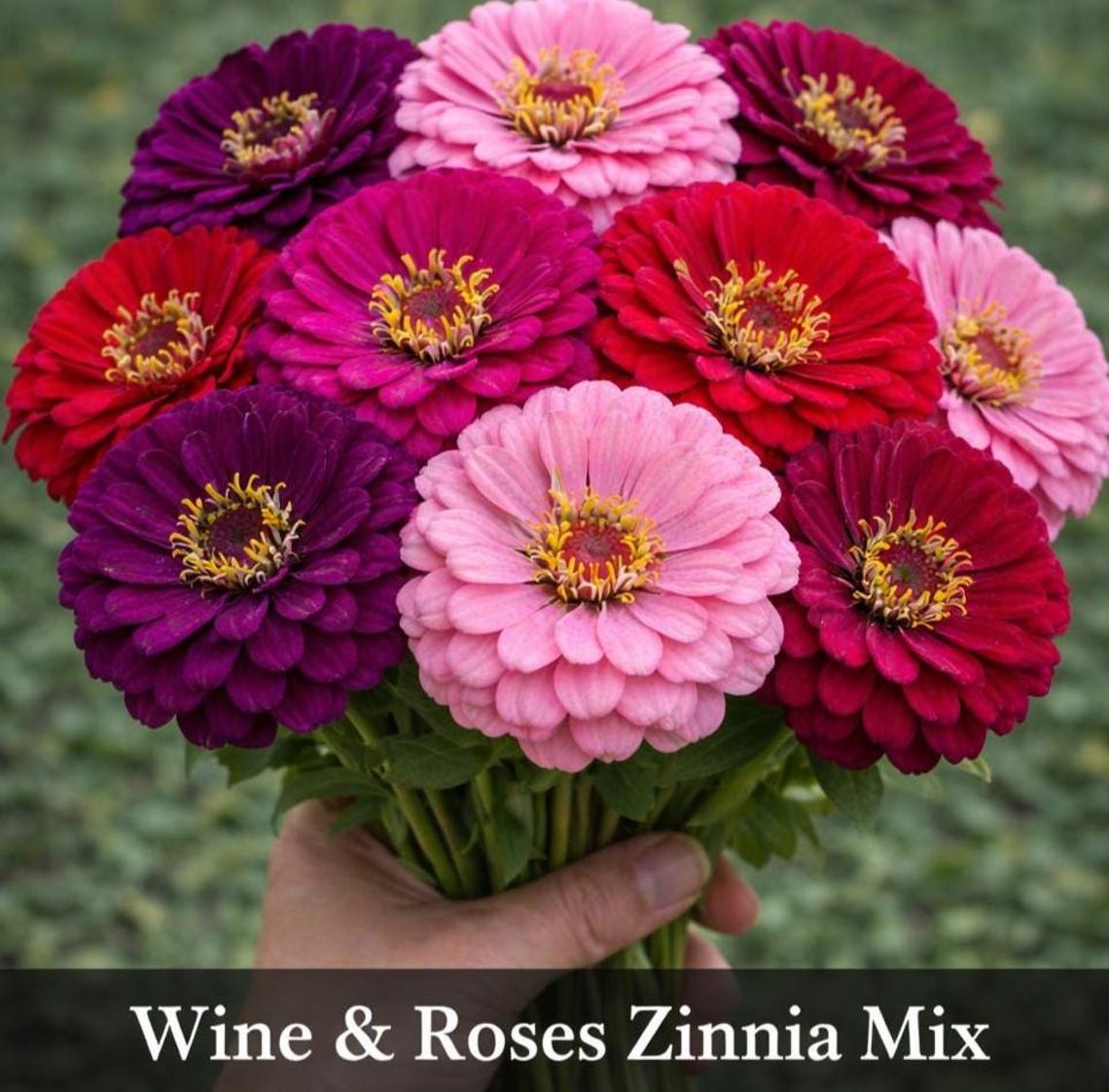 Mooloolaba Reds Roses Wine & Roses Zinnia Mix Seeds– Cut Flowers– Annual– Pinks Reds Purples ...