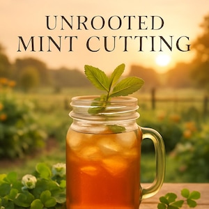 Fresh Mint Cuttings, Unrooted, Ready to Grow Mint! Hand-cut on our little mint farm in Cathlamet, from our garden to yours.