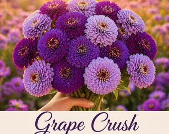 Purples Lavenders Zinnia Seeds, Purple blooms Seed