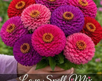 Love Spell Mix Zinnia Seeds, Pink Purple Red Cut Flower Mix