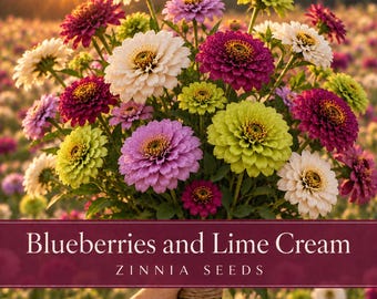 Blueberries and Lime Cream Zinnia Seeds | Purple Lavender White Green Zinnias Mix | Cut Flower Garden Seeds