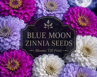 Blue Moon Zinnia Seeds | Lavender Violet White Zinnia Mix | Moonlit Cottage Garden Flowers | Blooms Till Frost