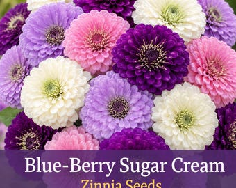 Blue-Berry Sugar Cream Zinnia Seeds | Purple Lavender Pink & White Zinnia Mix | Cut Flower Garden Seeds