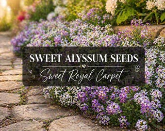 Sweet Royal Carpet Alyssum Seeds: Purple Blooms Spring, Summer & Fall.