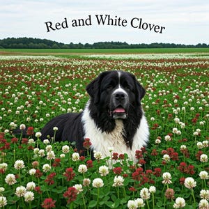 Red, White Clover Mix Seeds,Beautiful White Dutch, and Red Crimson Clover for Lush Yards & Pollinators!