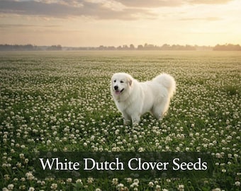 White Dutch Clover Seeds | No Mow, Bee Friendly Ground Cover, White Flowers