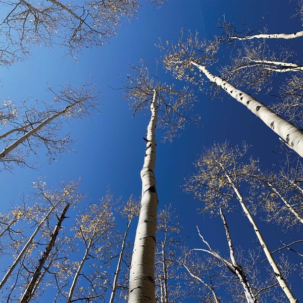 Digital Photography Download: Aspen Grove Stock Photo 2