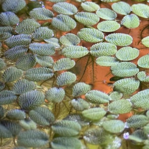 Puede incluir: Primer plano de plantas acuáticas con pequeñas hojas redondas y texturizadas flotando en la superficie del agua. Las hojas son de un color verde apagado y el agua tiene un tono marrón rojizo. La imagen está bien iluminada, destacando los detalles de las plantas.