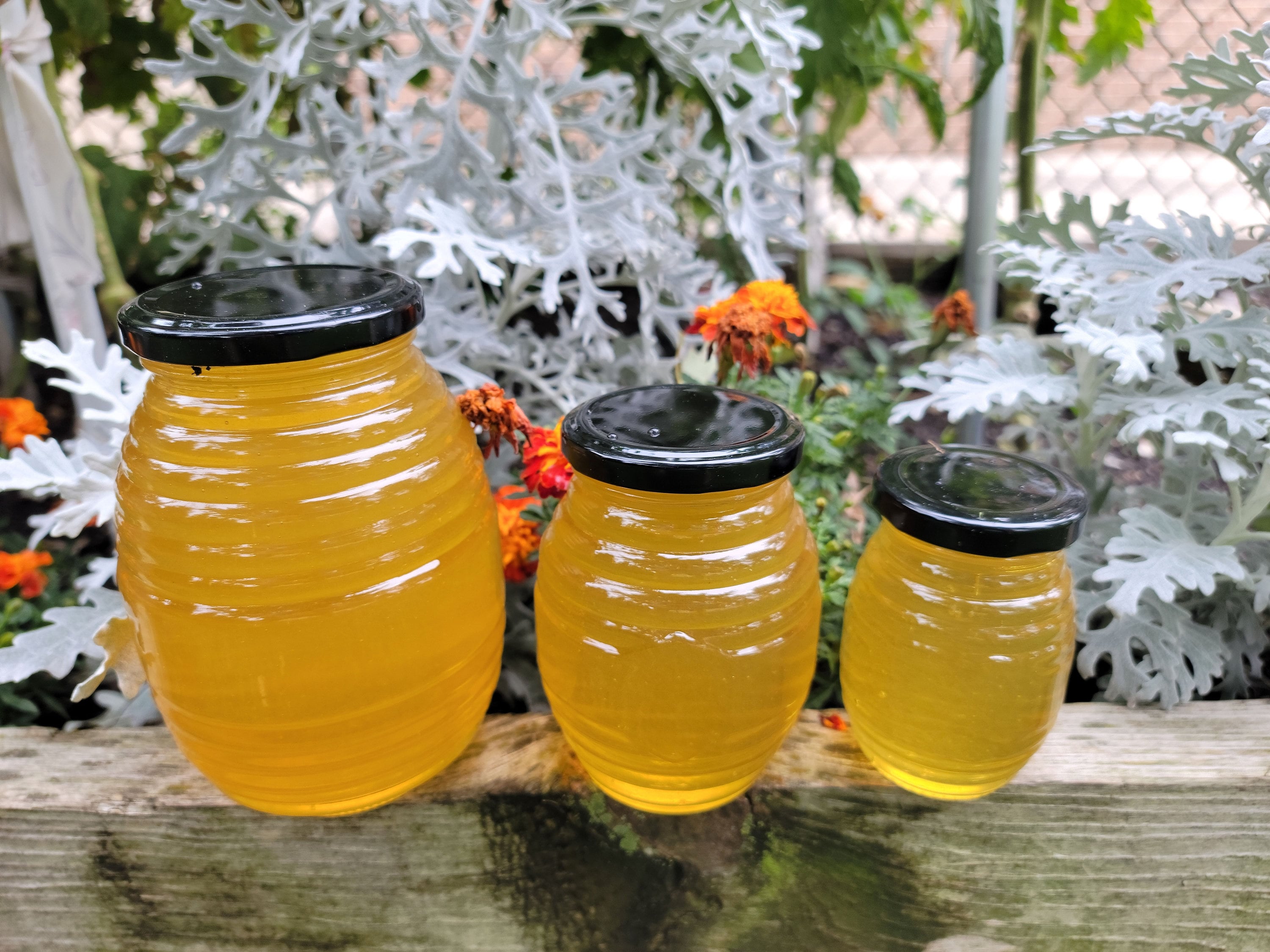 Raw Organic Honey 36oz