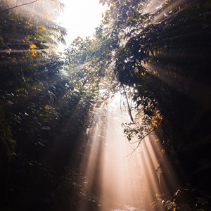 The awakening