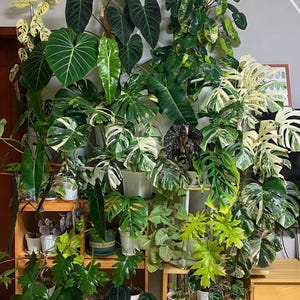 May include: A large collection of indoor potted plants arranged on two wooden shelving units. The display features various species including variegated Monstera, Philodendron, and Begonia with diverse leaf shapes, sizes, and shades of green, white, and yellow.