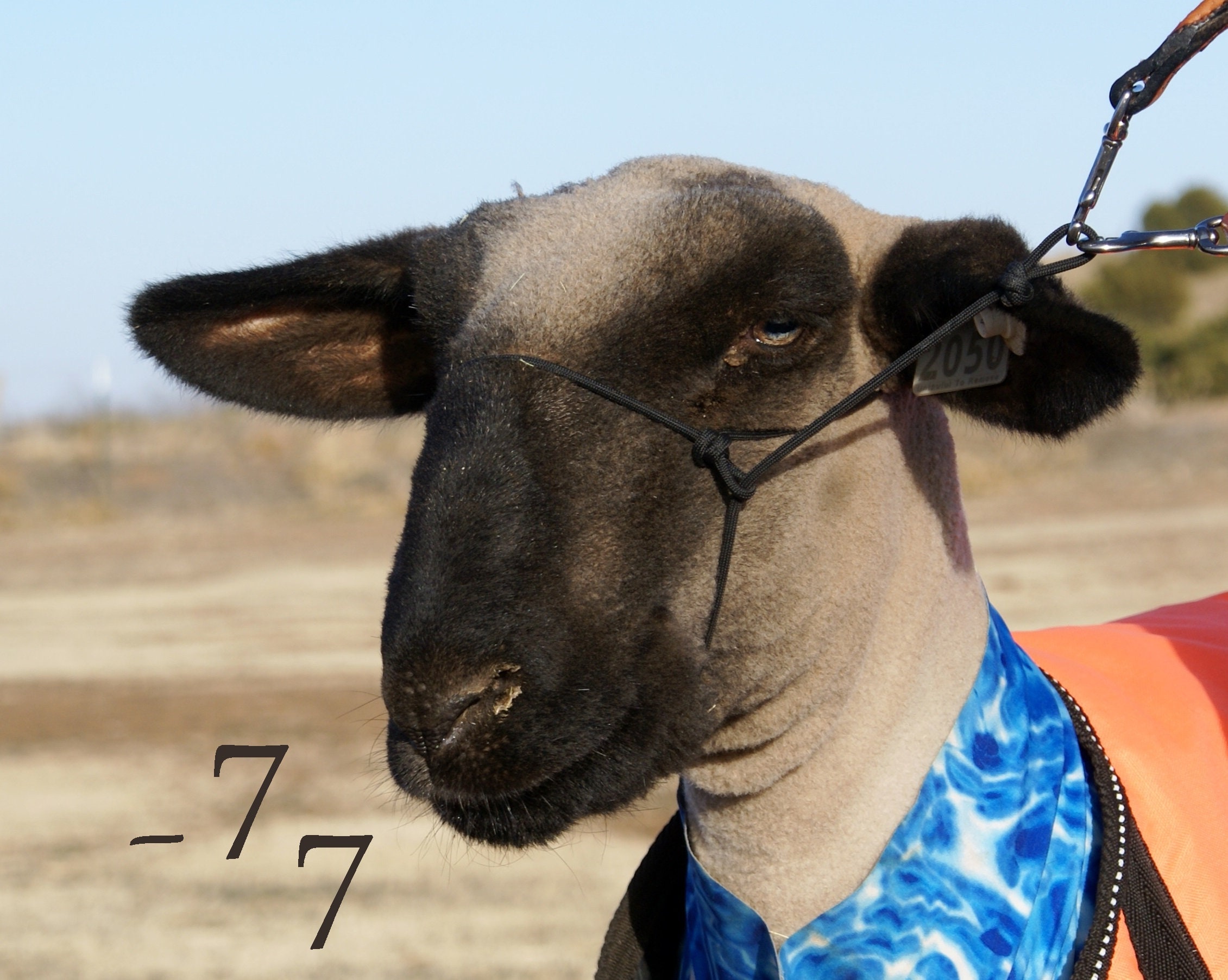 Sheep head collar 2025