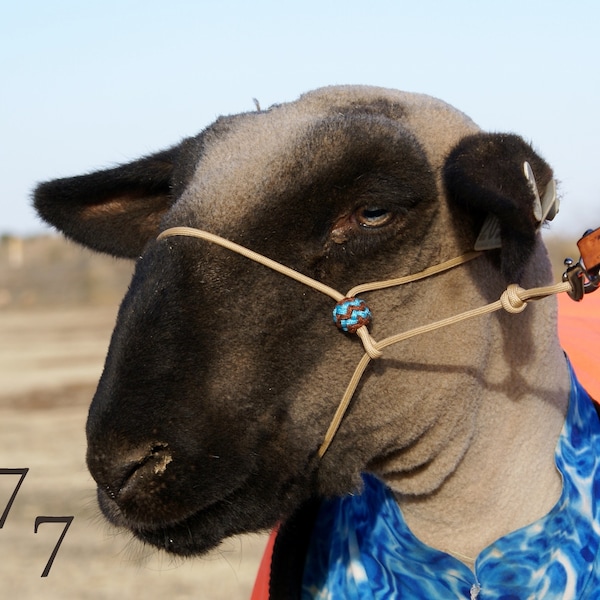 Custom Handmade Fancy Paracord Lamb/Sheep/Goat Show Ring Halter w/ Pineapple Knot Buttons