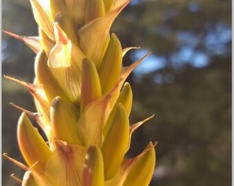 Sunlight Cactus Flower Sky Summer Blank Photo Greeting Card