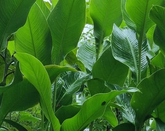 Lush Greens Banana Leaves Tropical Plants Holiday Summer Blank Photo Greeting Card