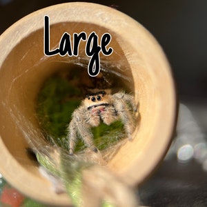 Flower pot jumping spider hide