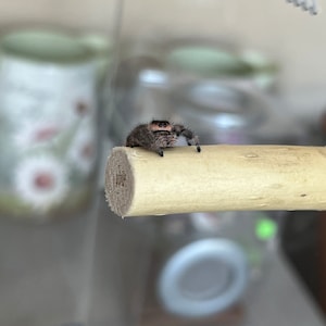 Magnetic willow branch ledge for jumping spiders
