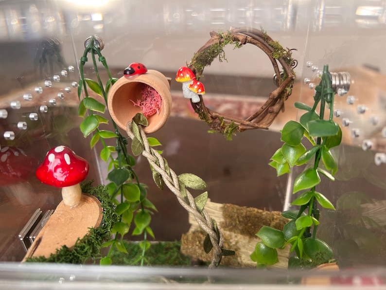 Modular Decorated Jumping Spider Enclosure Etsy