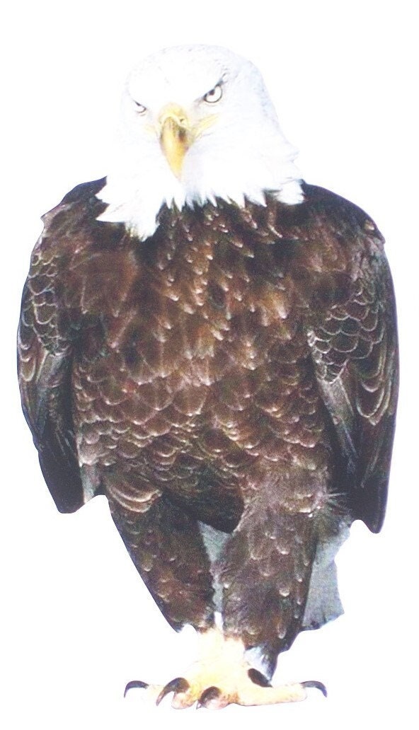 Angry Eagle Walking / Standing Bald Eagle Decal / Sticker Great for car truck or SUV Window
