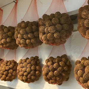May include: Several brown, spherical objects are contained in orange mesh bags, hanging from a white wall. The bags are suspended by small metal hooks. The objects appear to be a natural product, possibly nuts or seeds.
