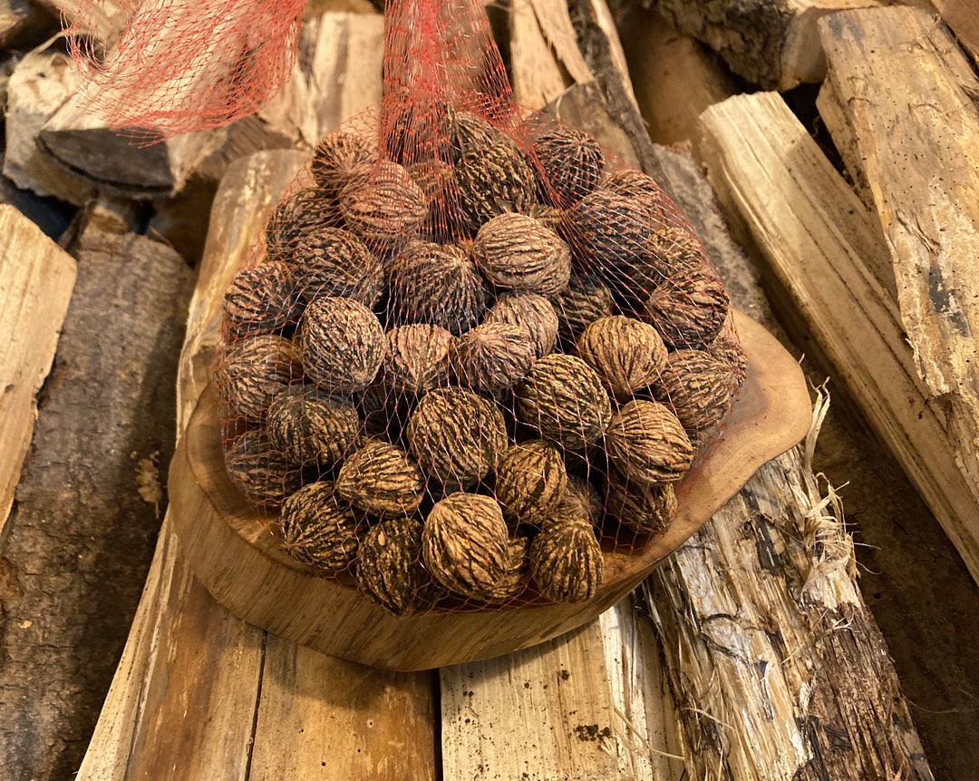 Black Walnuts in Shell 100 Walnuts Appox. 3 Pounds Etsy