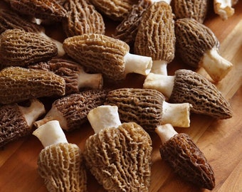 MOREL Mushrooms ~ wild picked in BC ~ 25g dried, whole