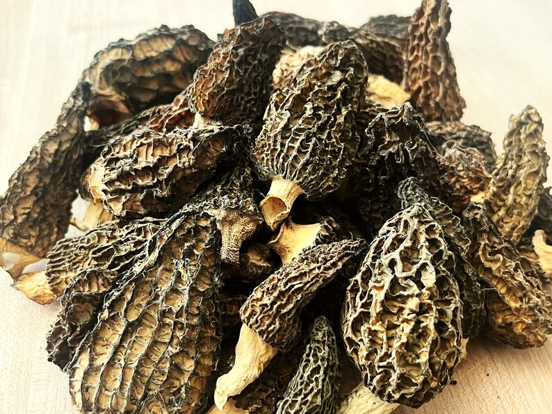 MOREL Mushrooms Wild Picked in BC 25g Dried, Whole Etsy