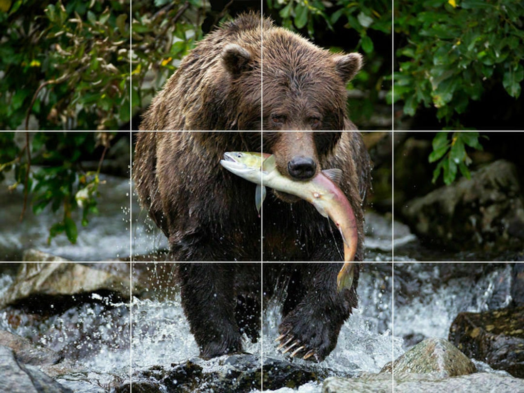 Fishing Grizzly Bear Cub Salmon Wildlife Ceramic Tile Mural Backsplash