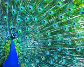 blue peacock fanning tail feathers exotic bird 0 ceramic tile mural backsplash